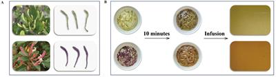 Unveiling the potential applications of buds of Lonicera japonica Thunb. var. chinensis (Wats.) Bak based on in vitro biological activities, bio-active components, and potential applications coupled to targeted metabolomics